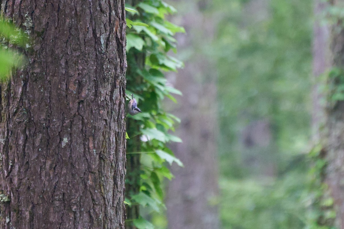 茶腹鳾 - ML646227745