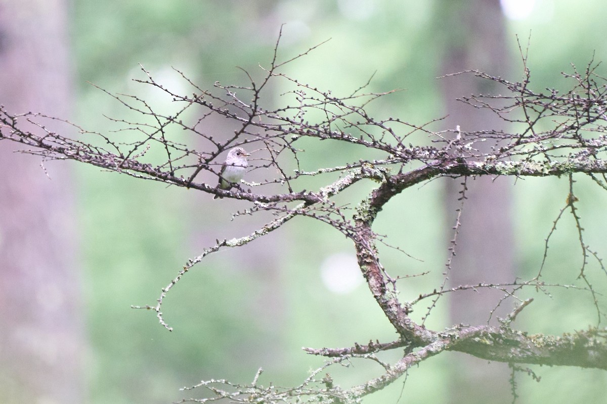 寬嘴鶲 - ML646227748