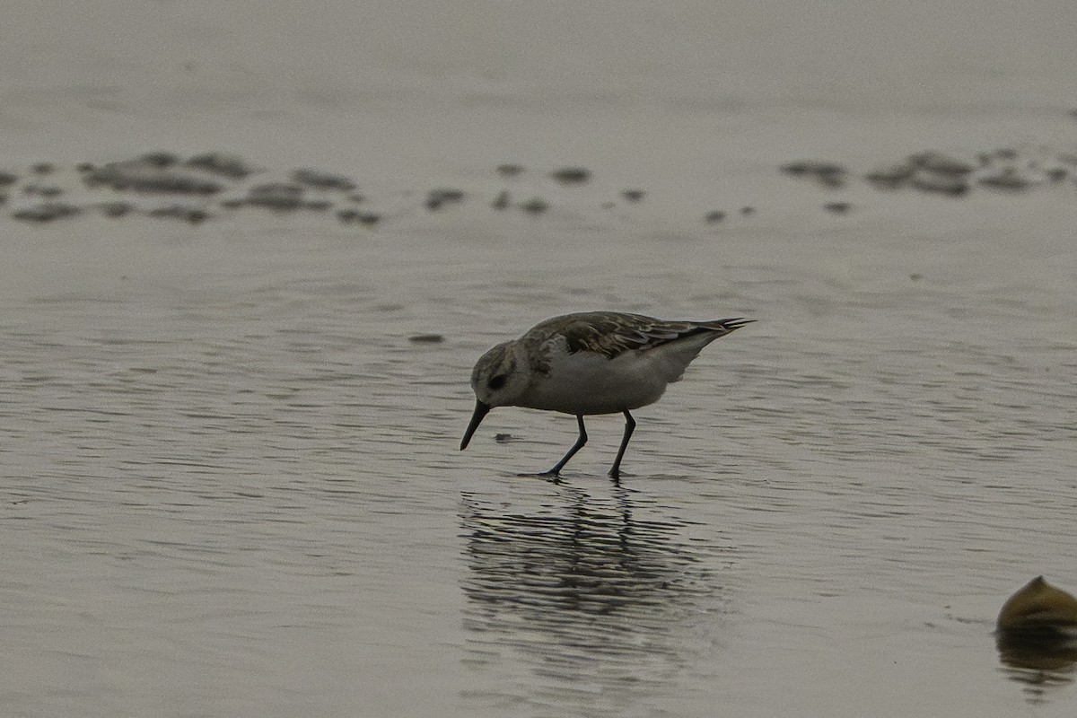 Sanderling - ML646227749