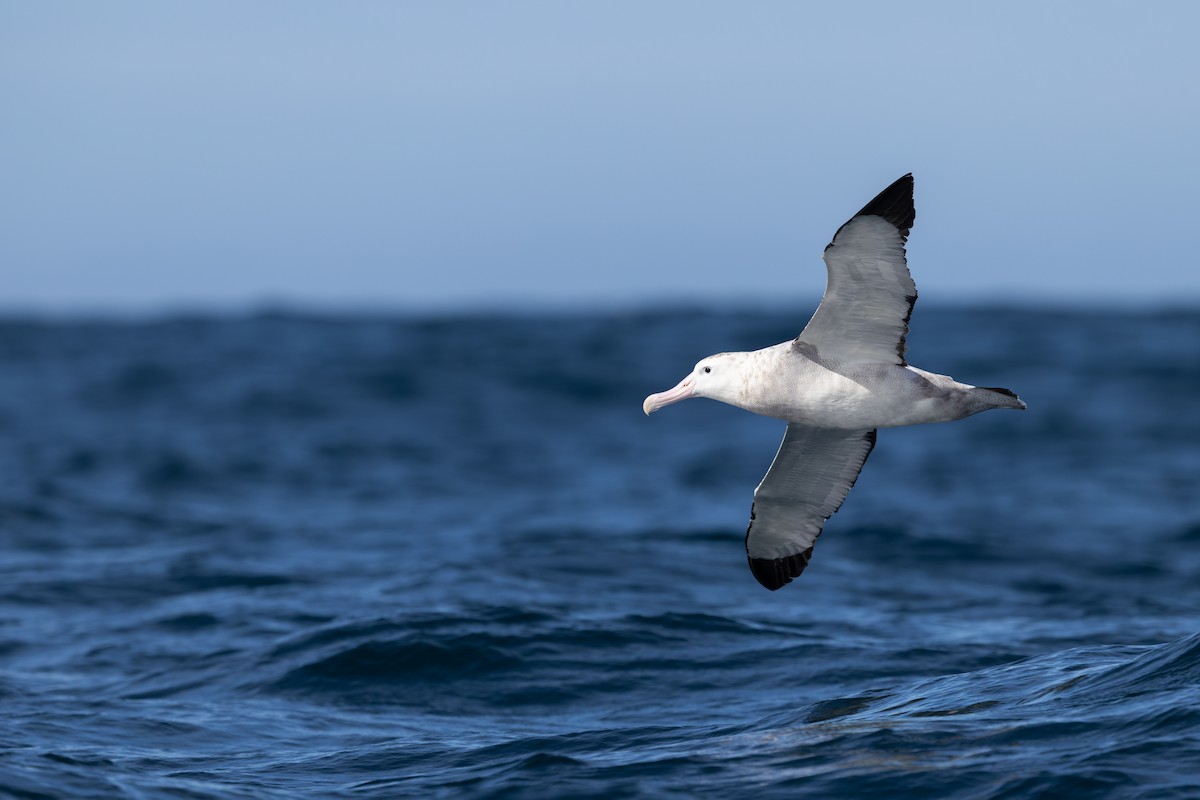 Antipodean Albatross - ML646227750