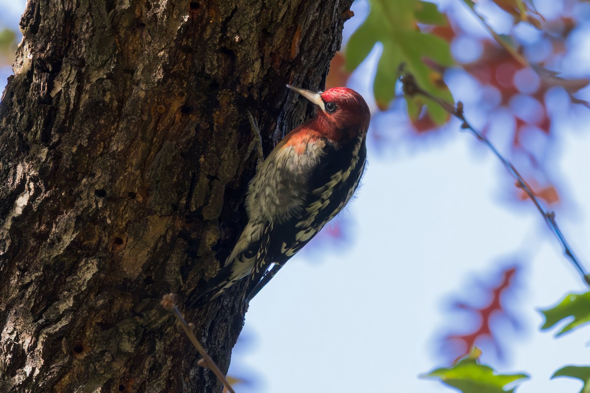 Red-breasted Sapsucker - ML646227751