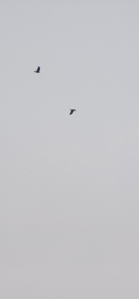 Ekin Kargası - ML646227752