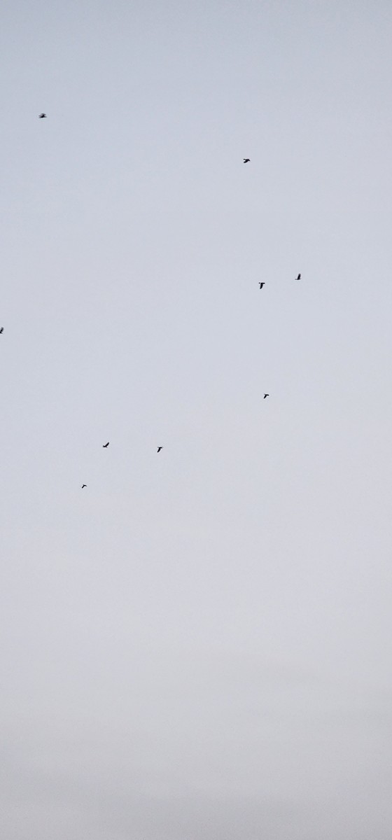 Ekin Kargası - ML646227753