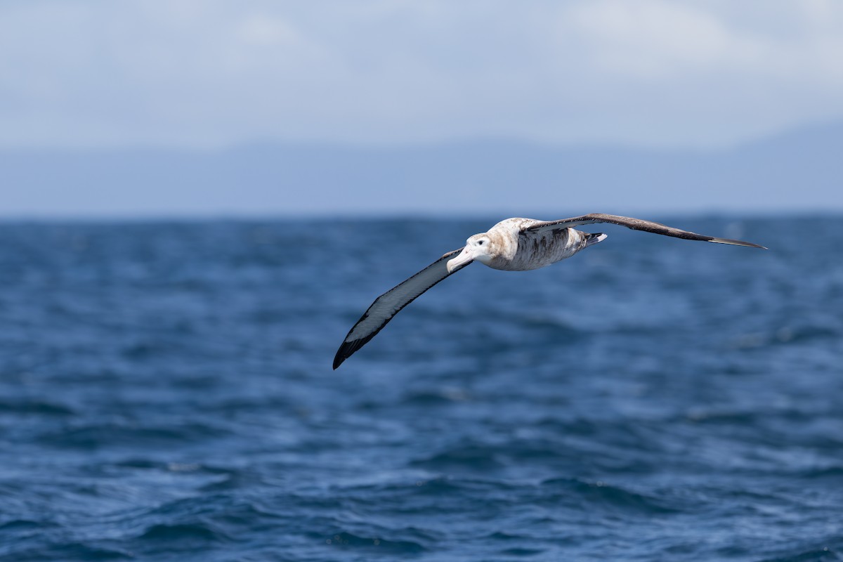Antipodean Albatross - ML646227754