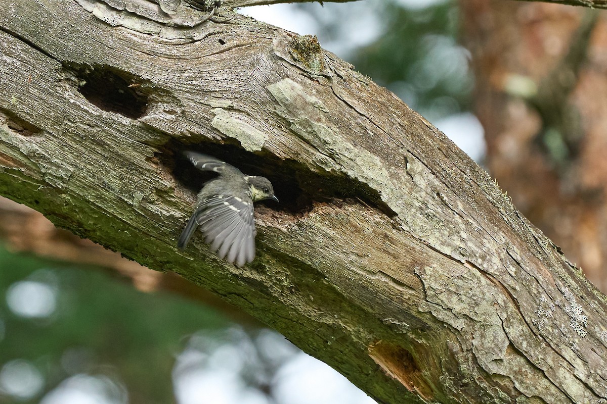 煤山雀 - ML646227755