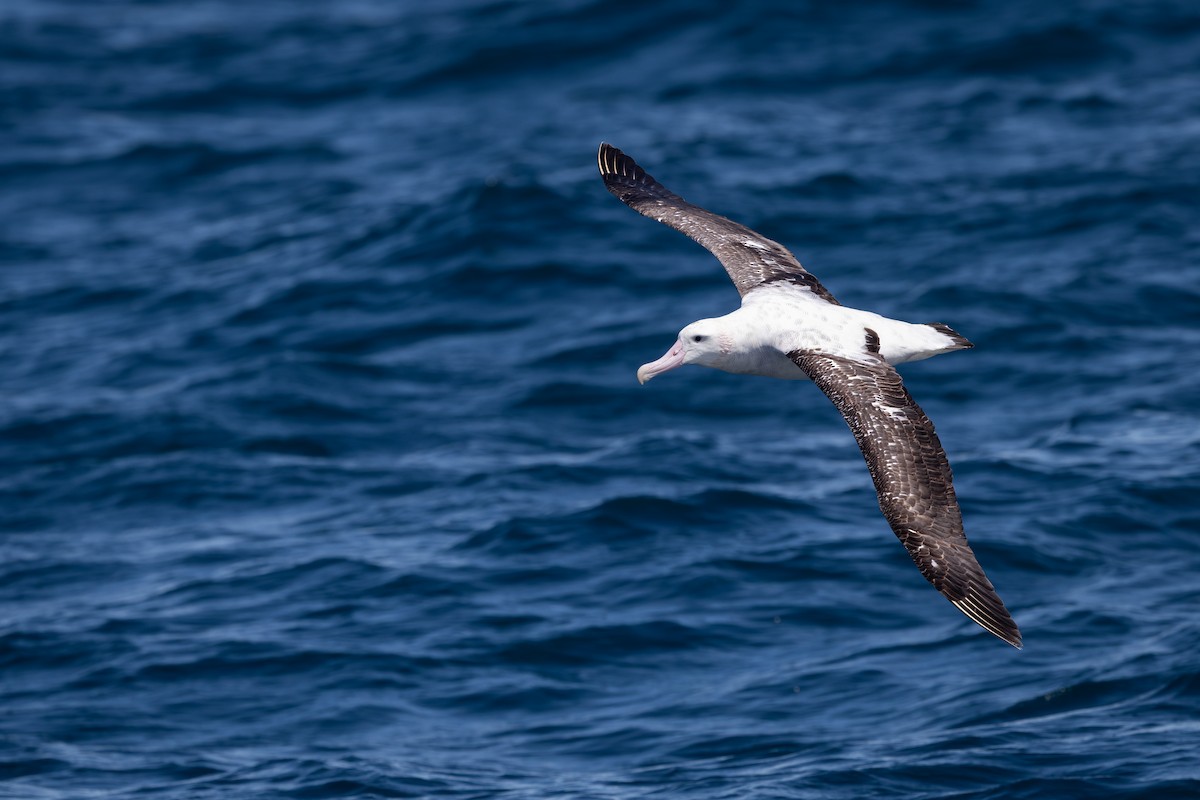 Antipodean Albatross - ML646227756