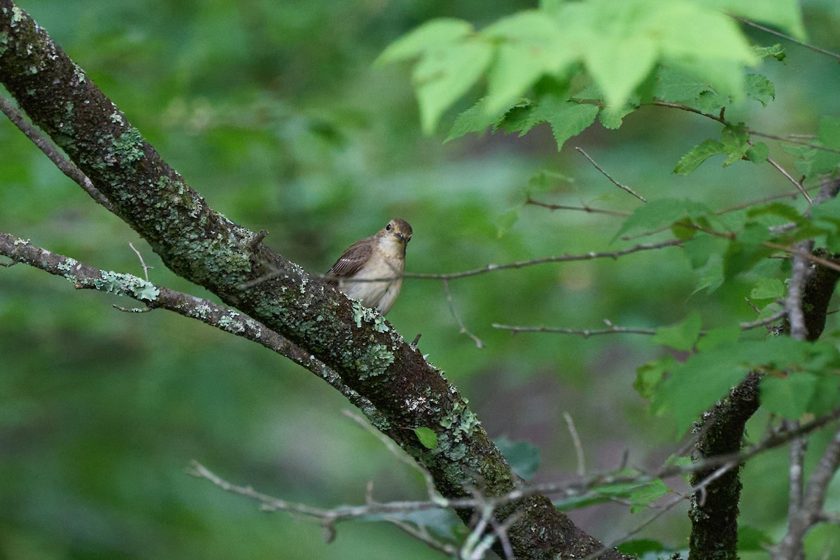 黃眉黃鶲 - ML646227764