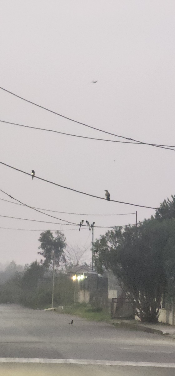 Саарал хэрээ - ML646227765