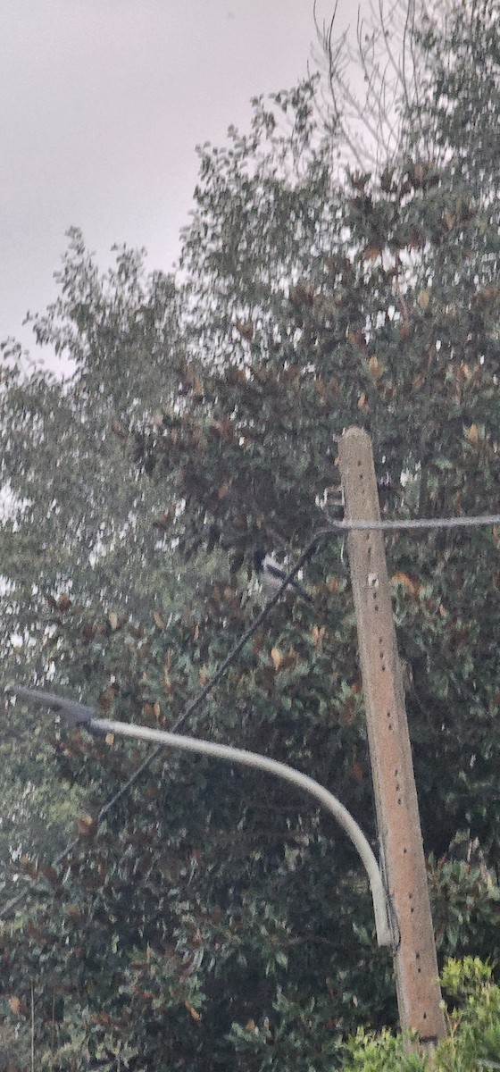 Саарал хэрээ - ML646227766