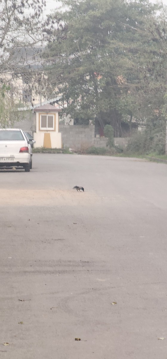 Саарал хэрээ - ML646227767