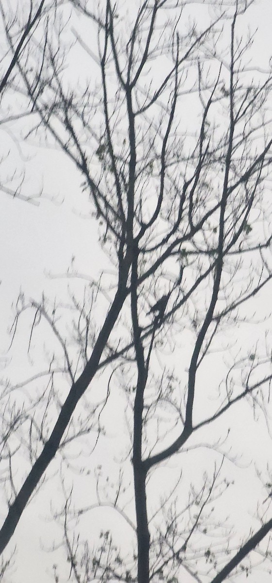 Саарал хэрээ - ML646227768