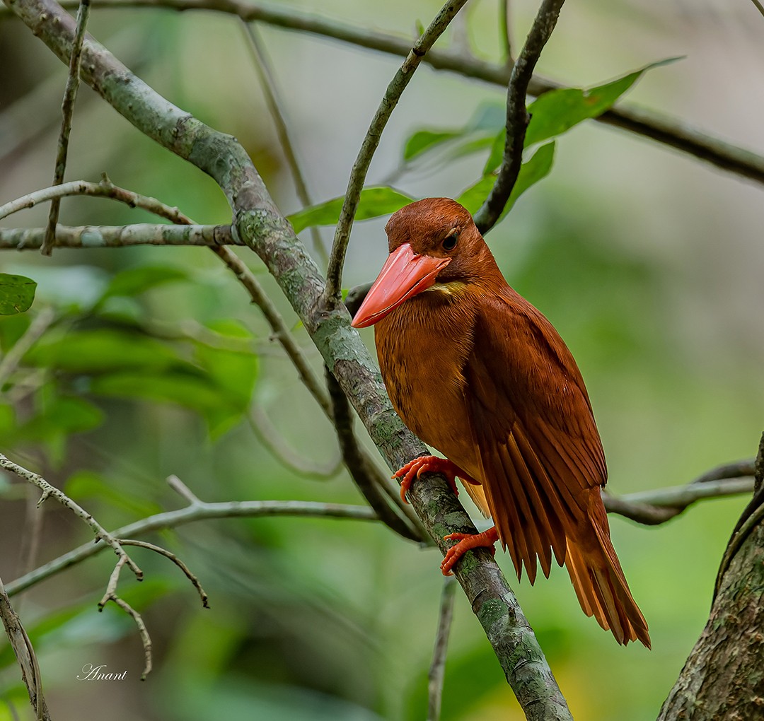 ledňáček ohnivý - ML646227775