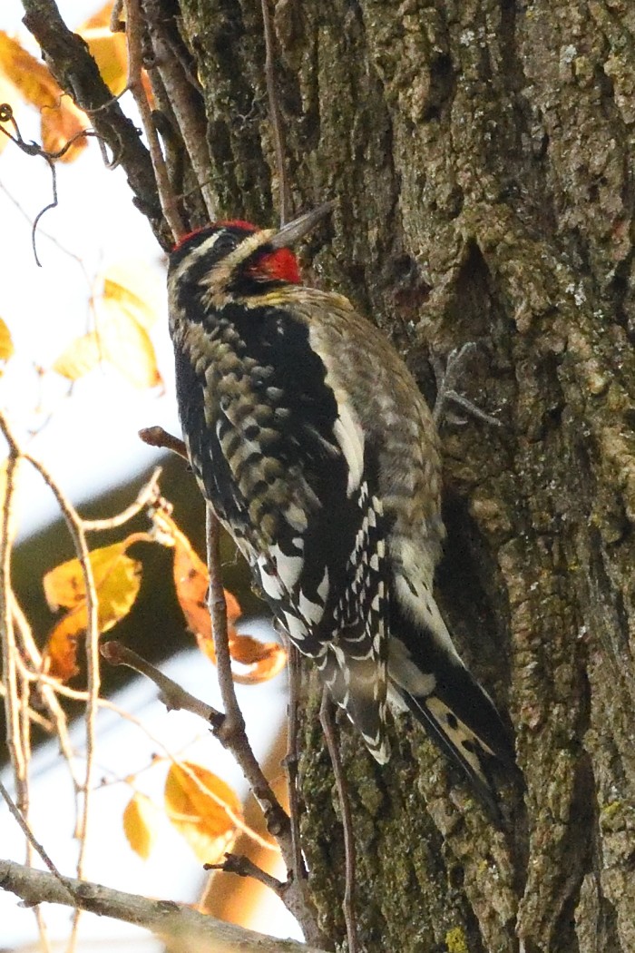 Yellow-bellied Sapsucker - ML646227778