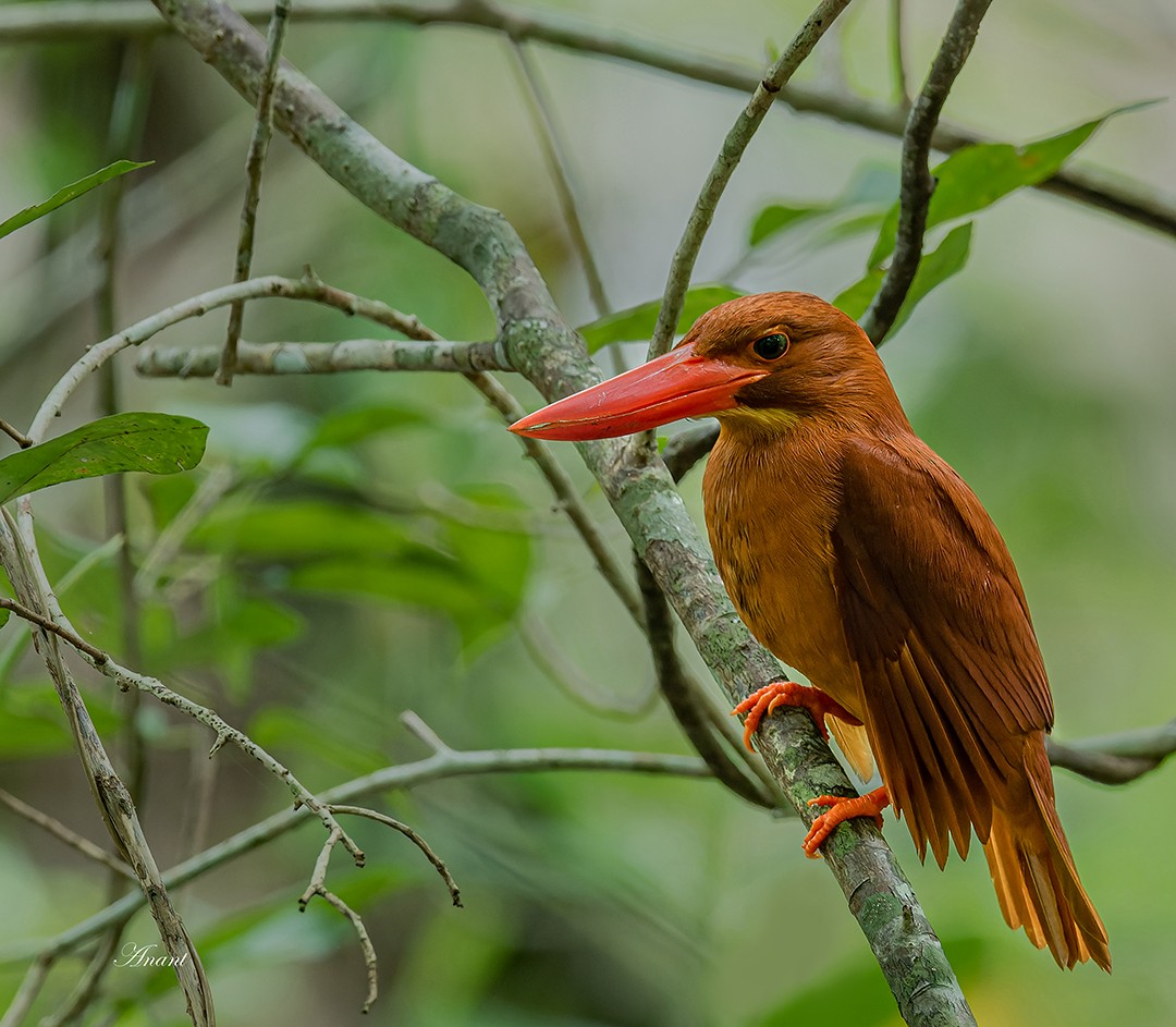 ledňáček ohnivý - ML646227783
