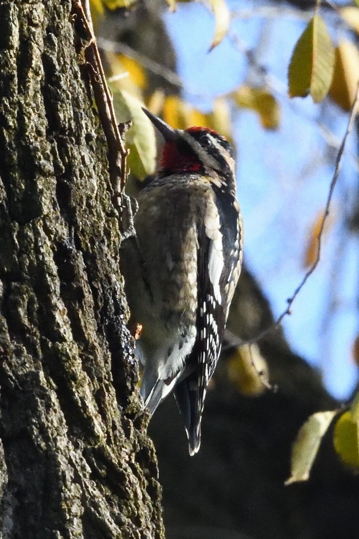 Yellow-bellied Sapsucker - ML646227784