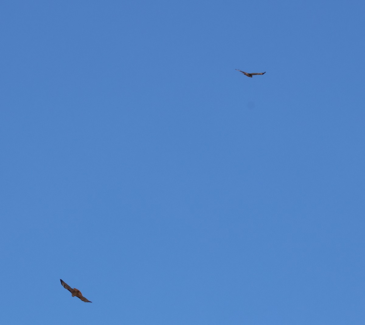 Канюк неоарктичний - ML646227796