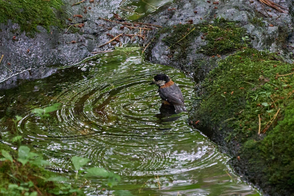 雜色山雀 - ML646227803