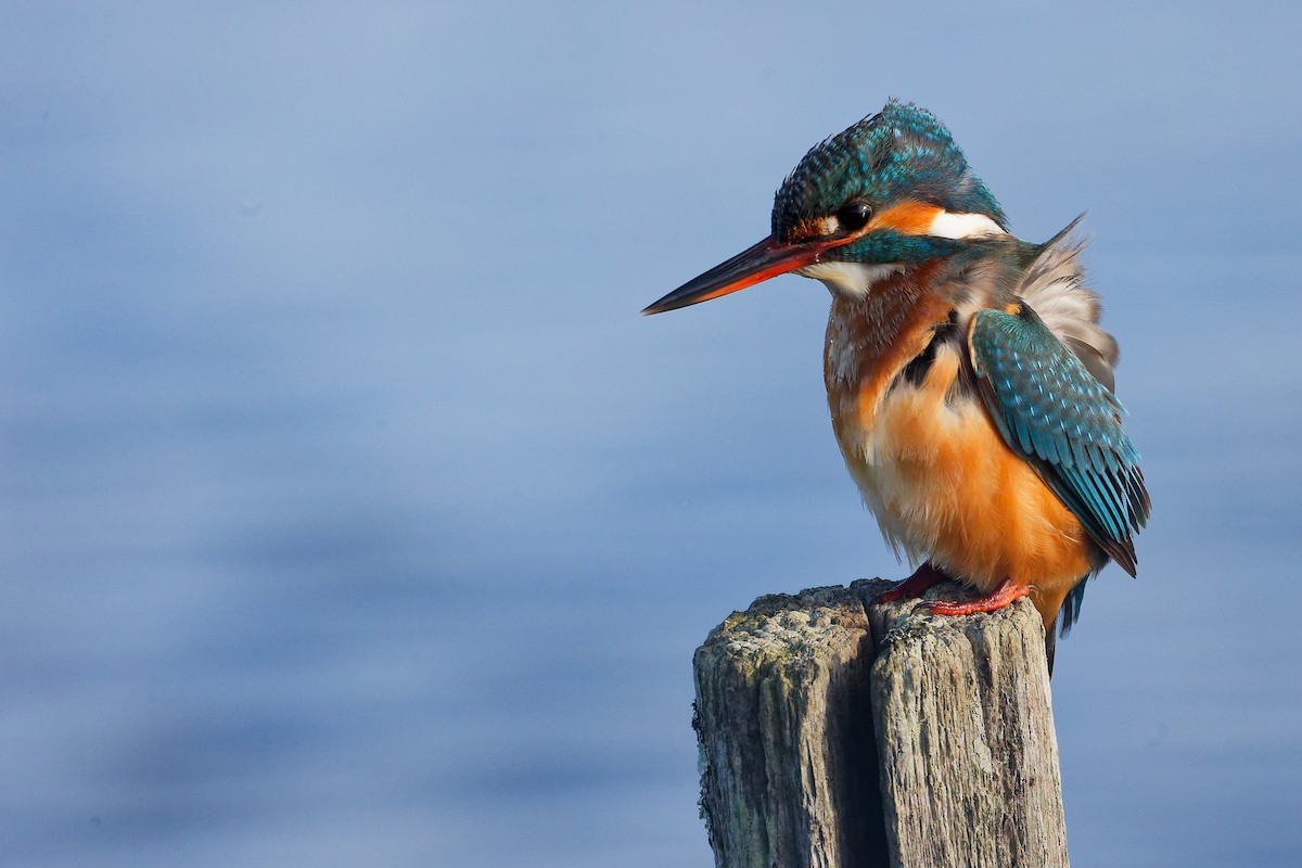 翠鳥 - ML646227804