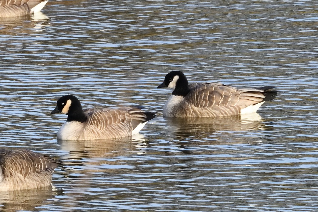 小加拿大雁 - ML646227805