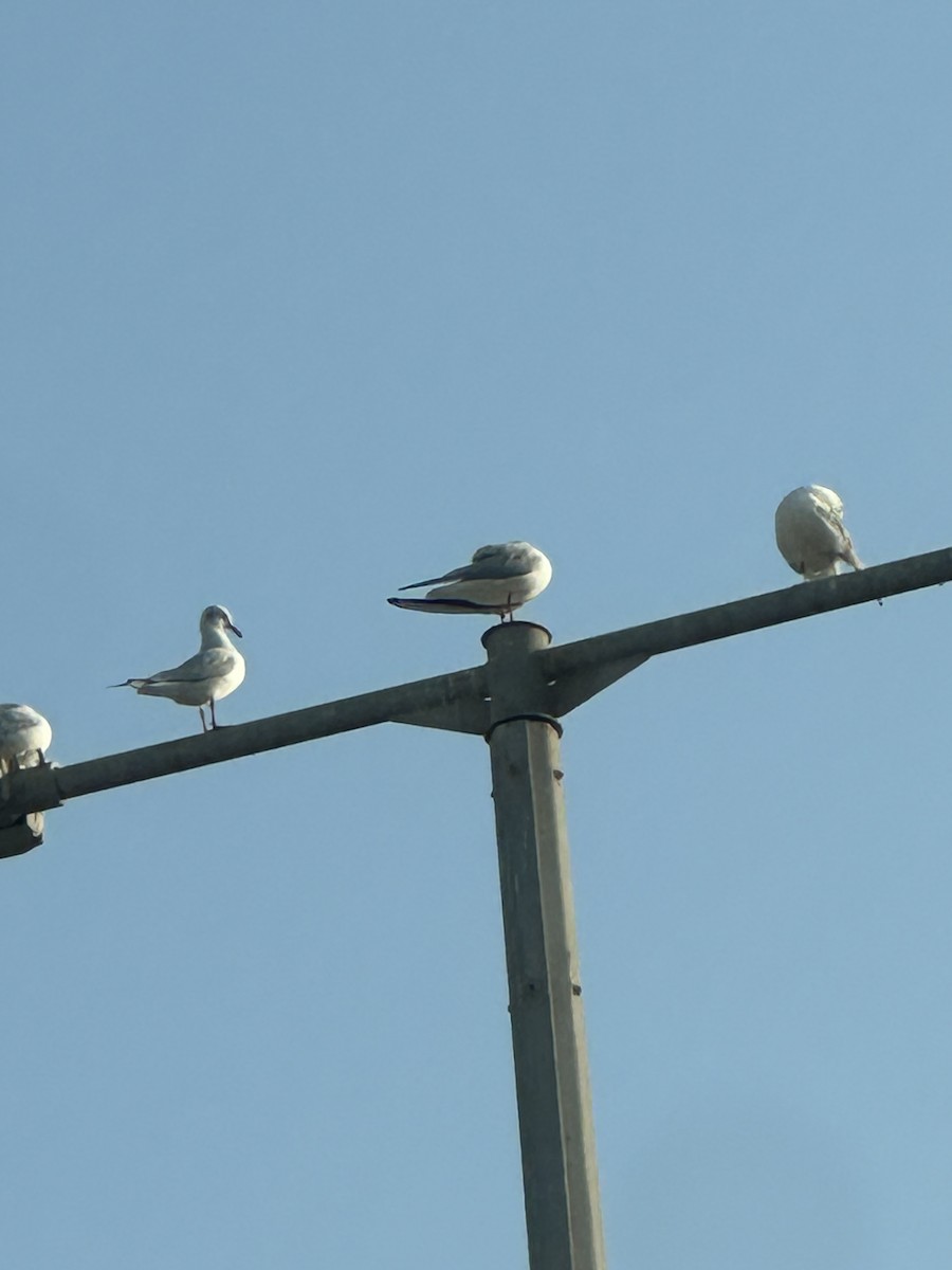 細嘴鷗 - ML646227806