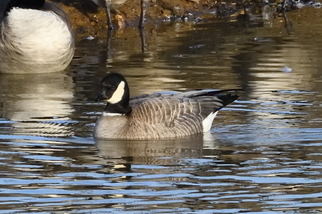 小加拿大雁 - ML646227807