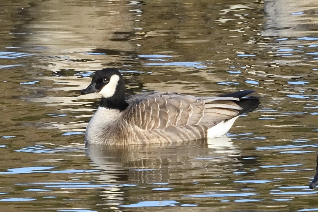 小加拿大雁 - ML646227808