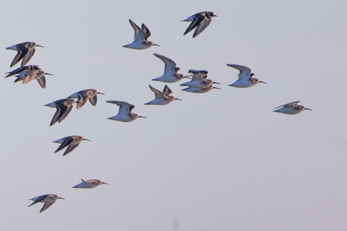 黑腹濱鷸 - ML646227809