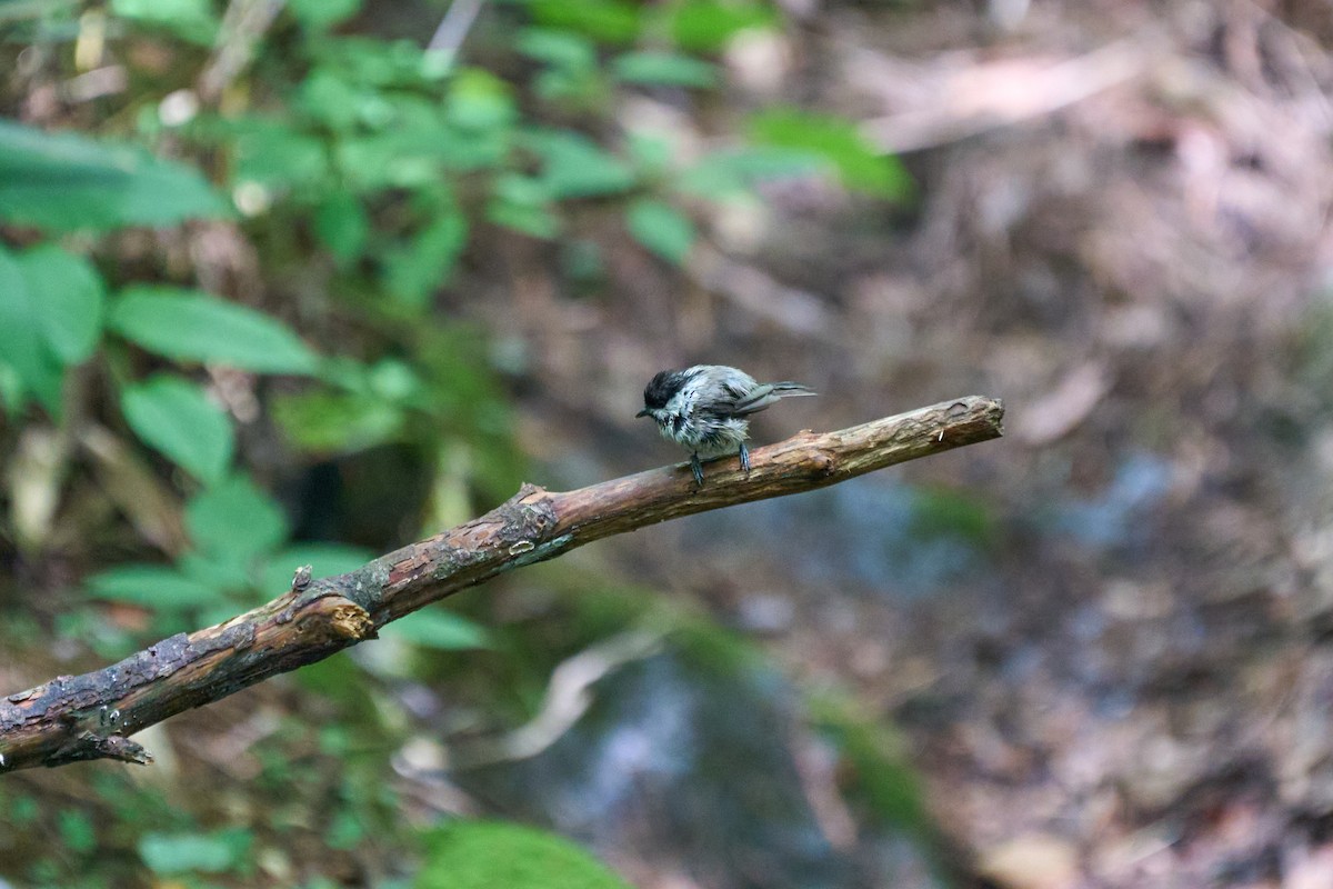 Willow Tit - ML646227810