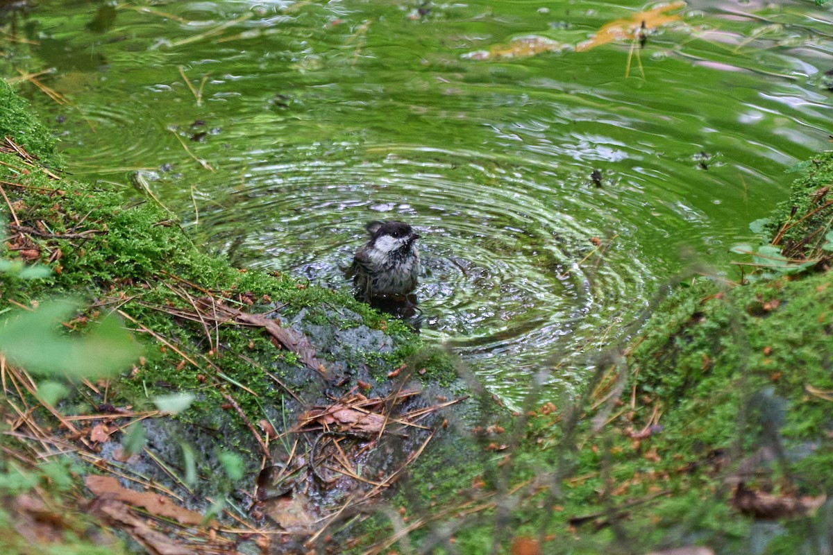 Willow Tit - ML646227811