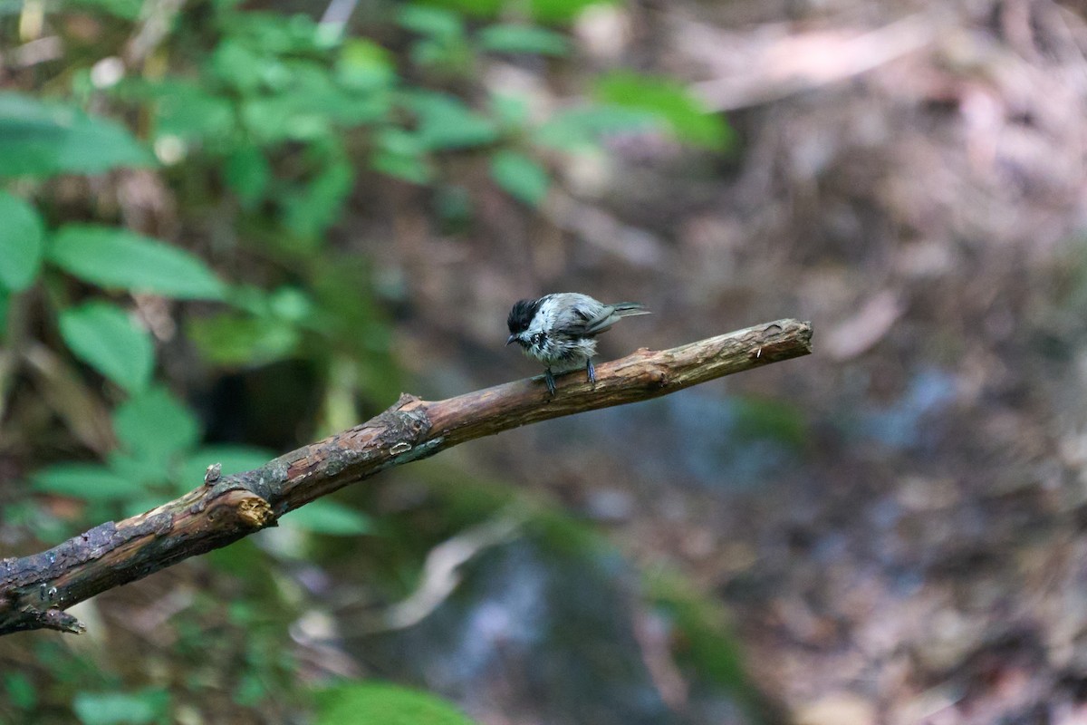 Willow Tit - ML646227812