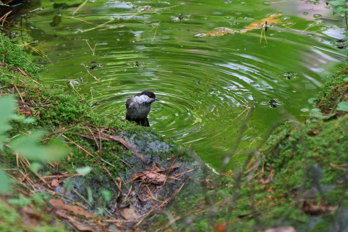 Willow Tit - ML646227813