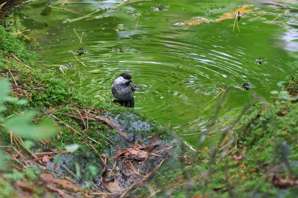 Willow Tit - ML646227814