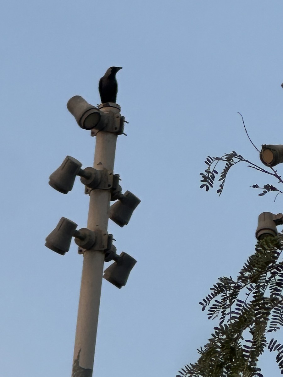 家烏鴉 - ML646227815