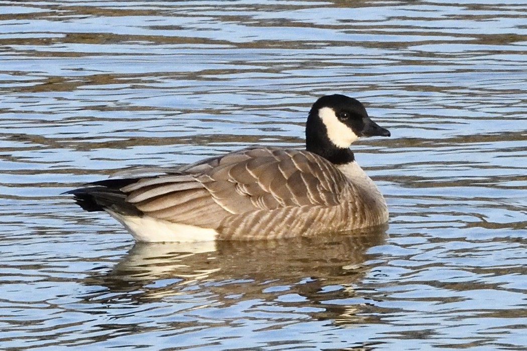 小加拿大雁 - ML646227816