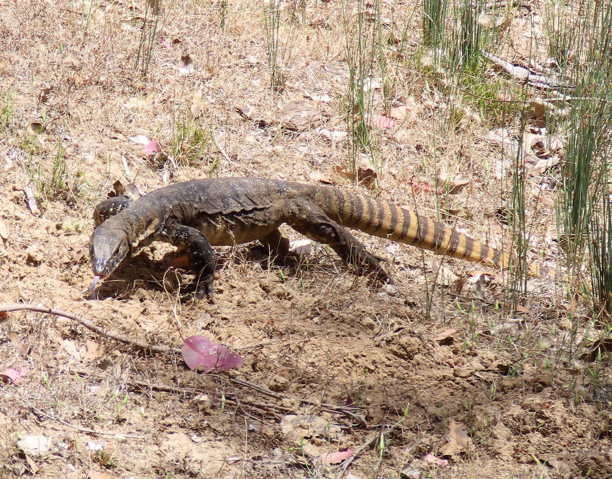 Heath Monitor - ML646227817