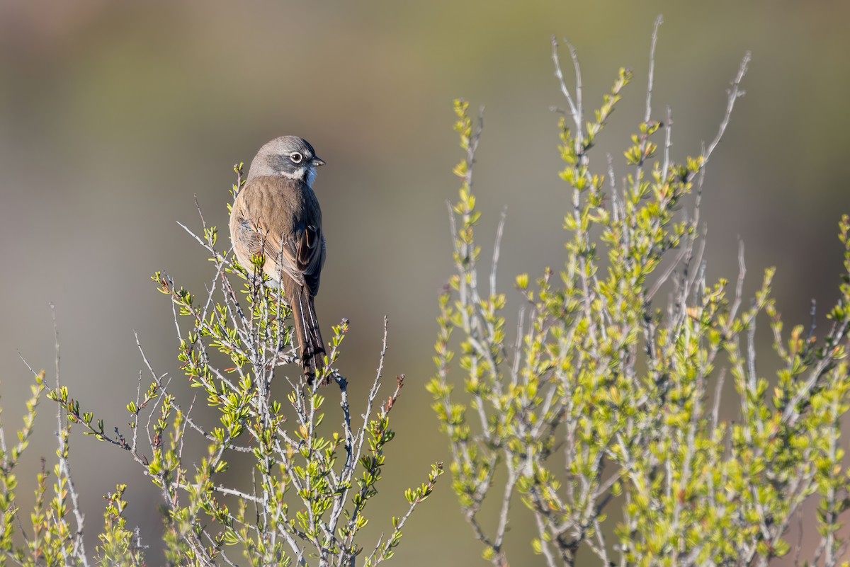 Bell's Sparrow - ML646227818