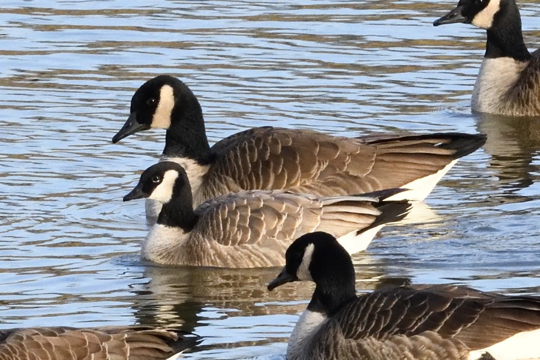 小加拿大雁 - ML646227819