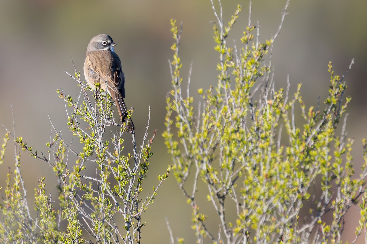Bell's Sparrow - ML646227820