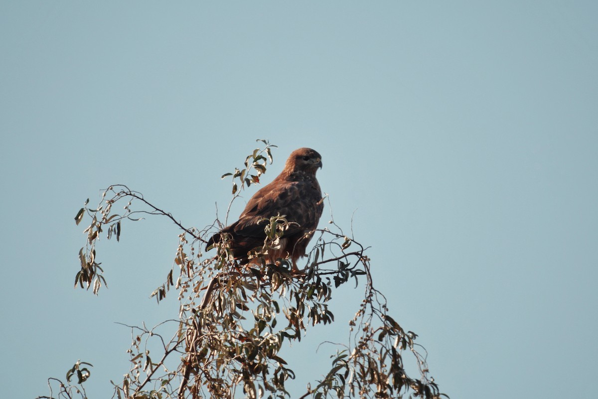 歐亞鵟 - ML646227821