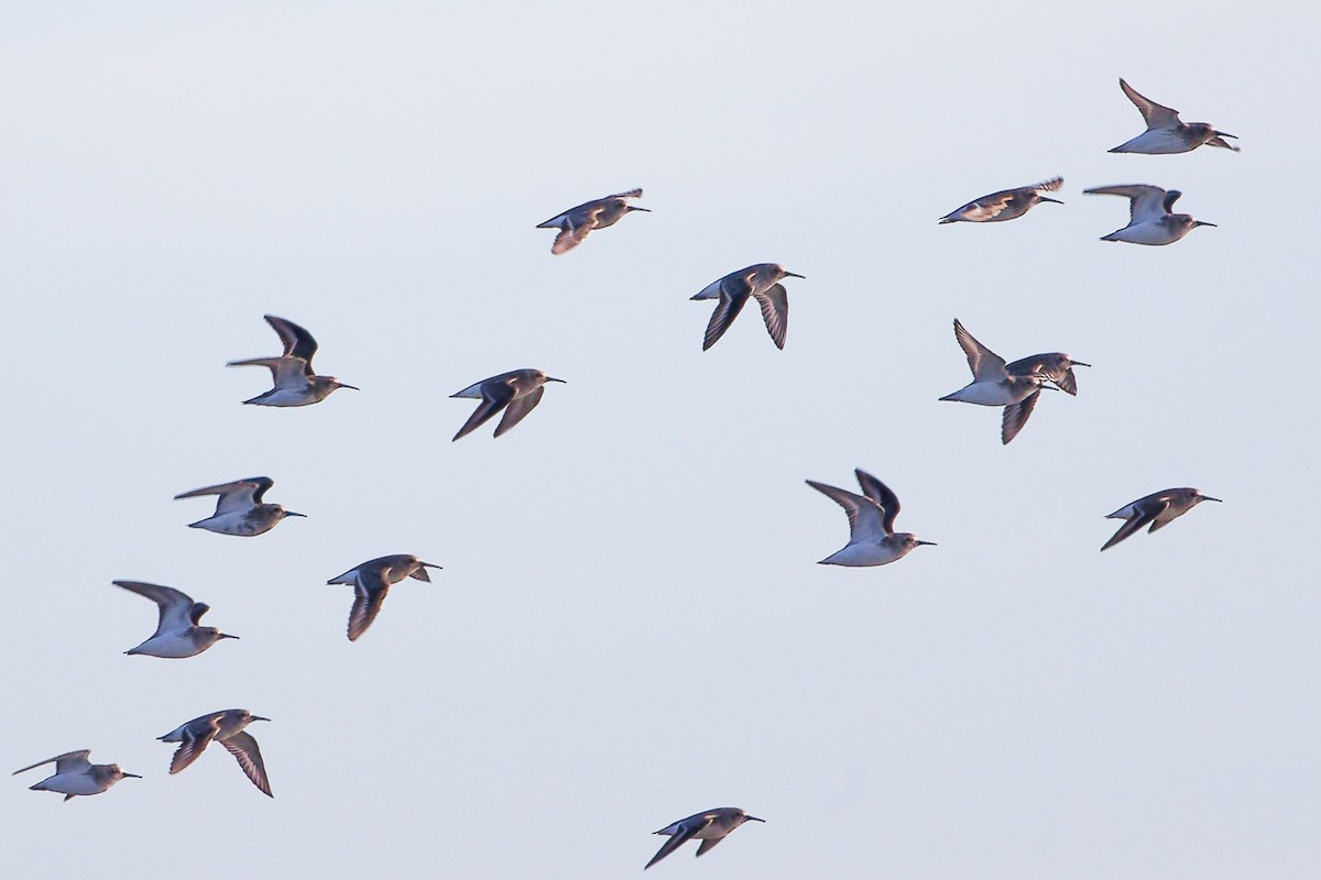 黑腹濱鷸 - ML646227822