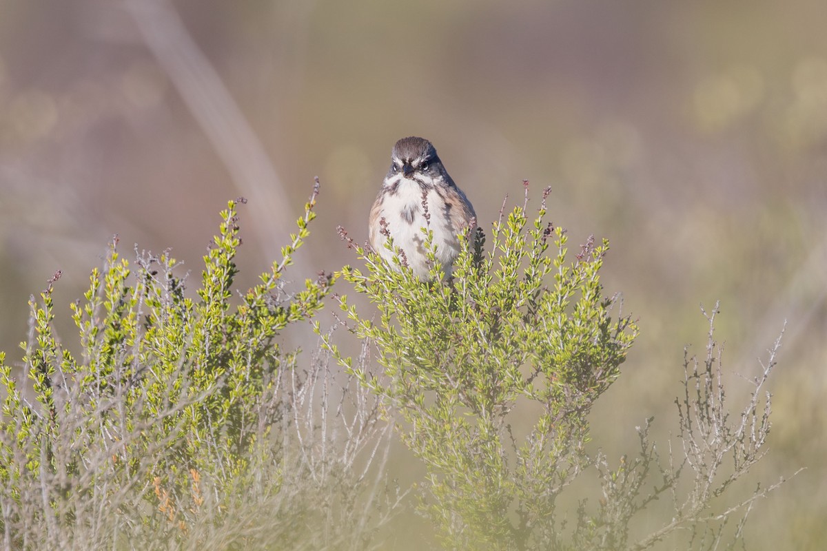 Bell's Sparrow - ML646227823