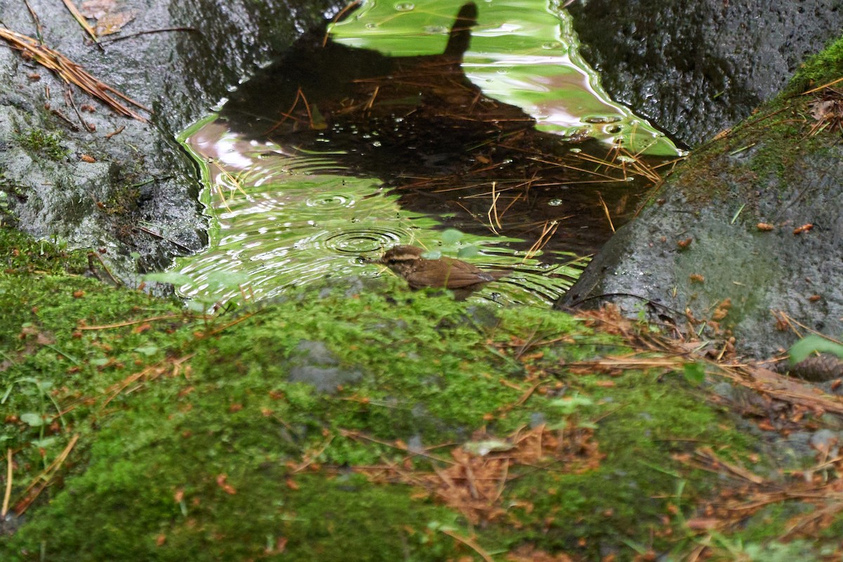 短尾鶯 - ML646227824