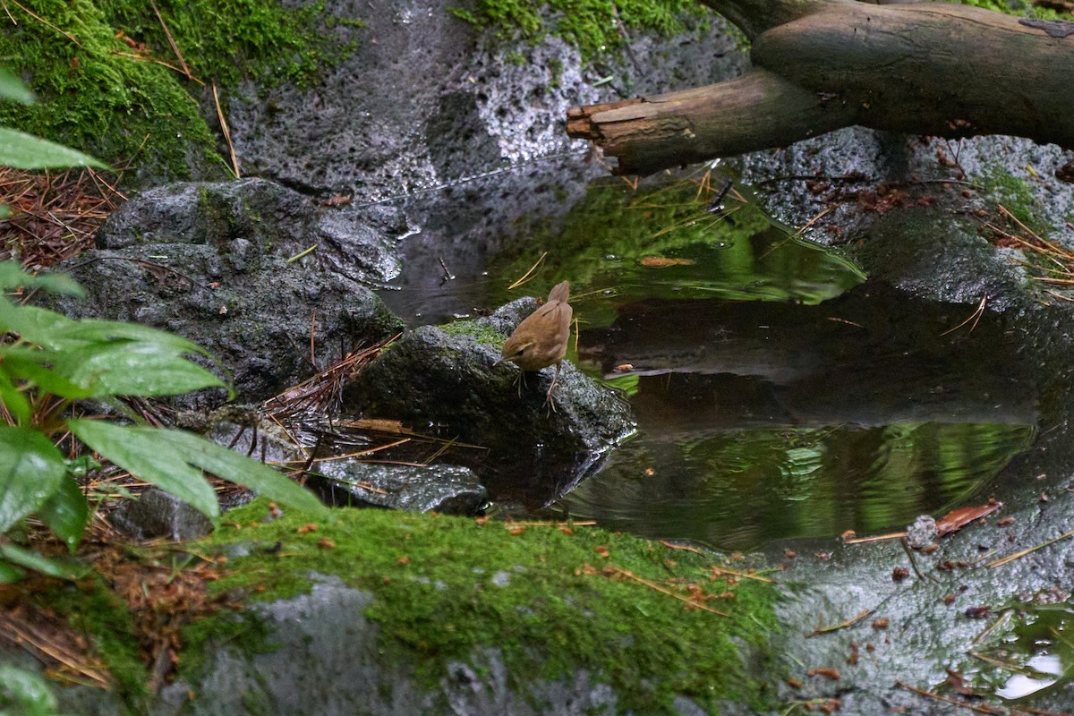 短尾鶯 - ML646227825