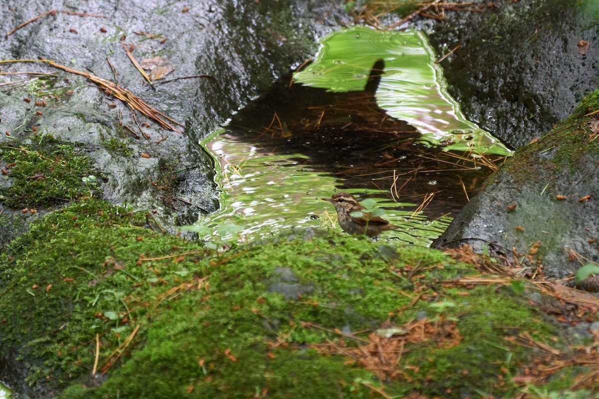 短尾鶯 - ML646227826