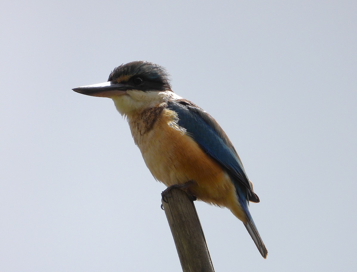 Sacred Kingfisher - ML646227829