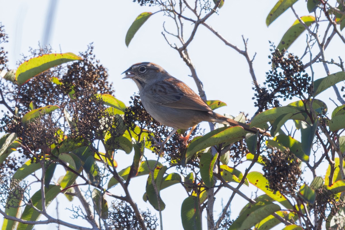 Rufous-crowned Sparrow - ML646227834