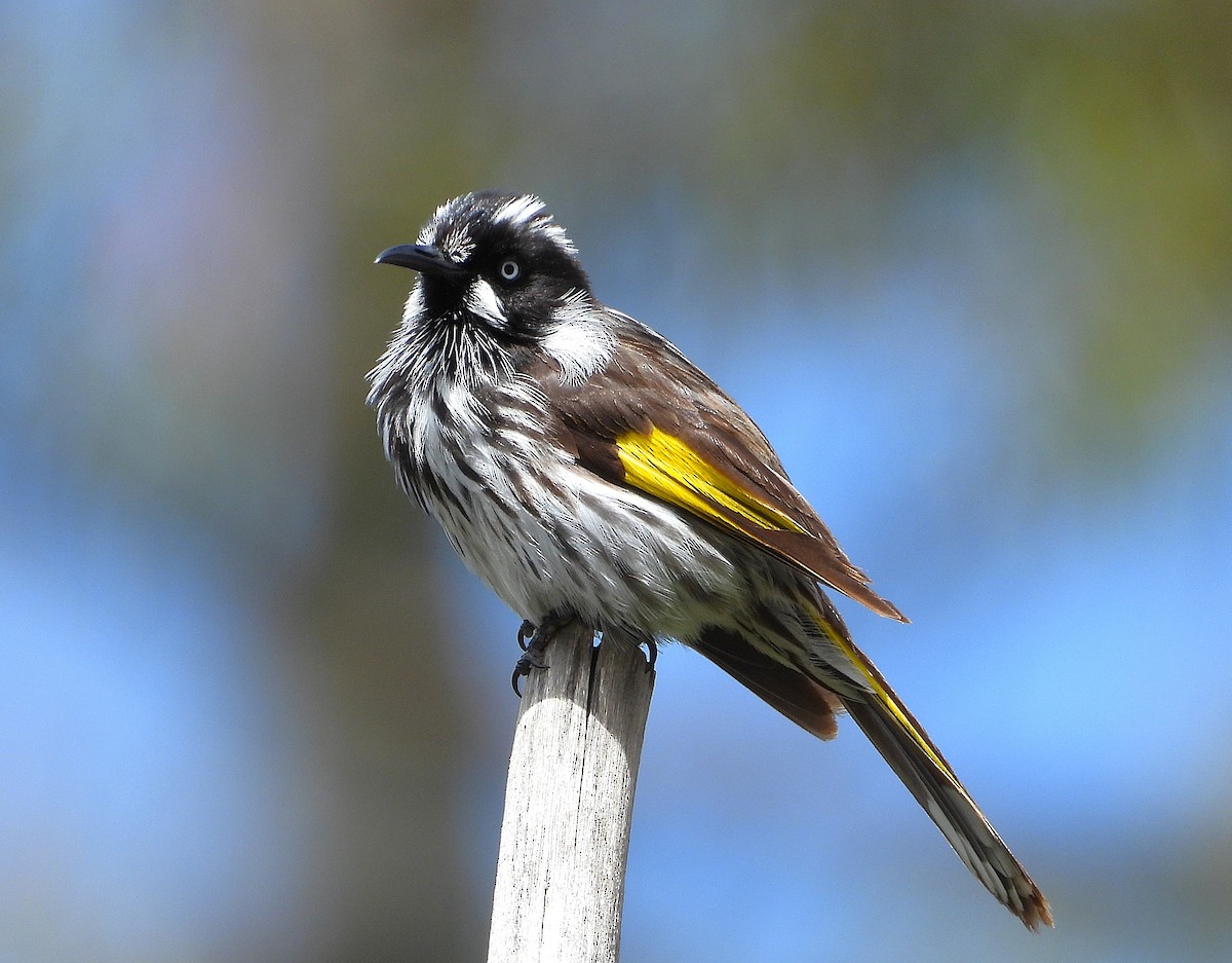 New Holland Honeyeater - ML646227835