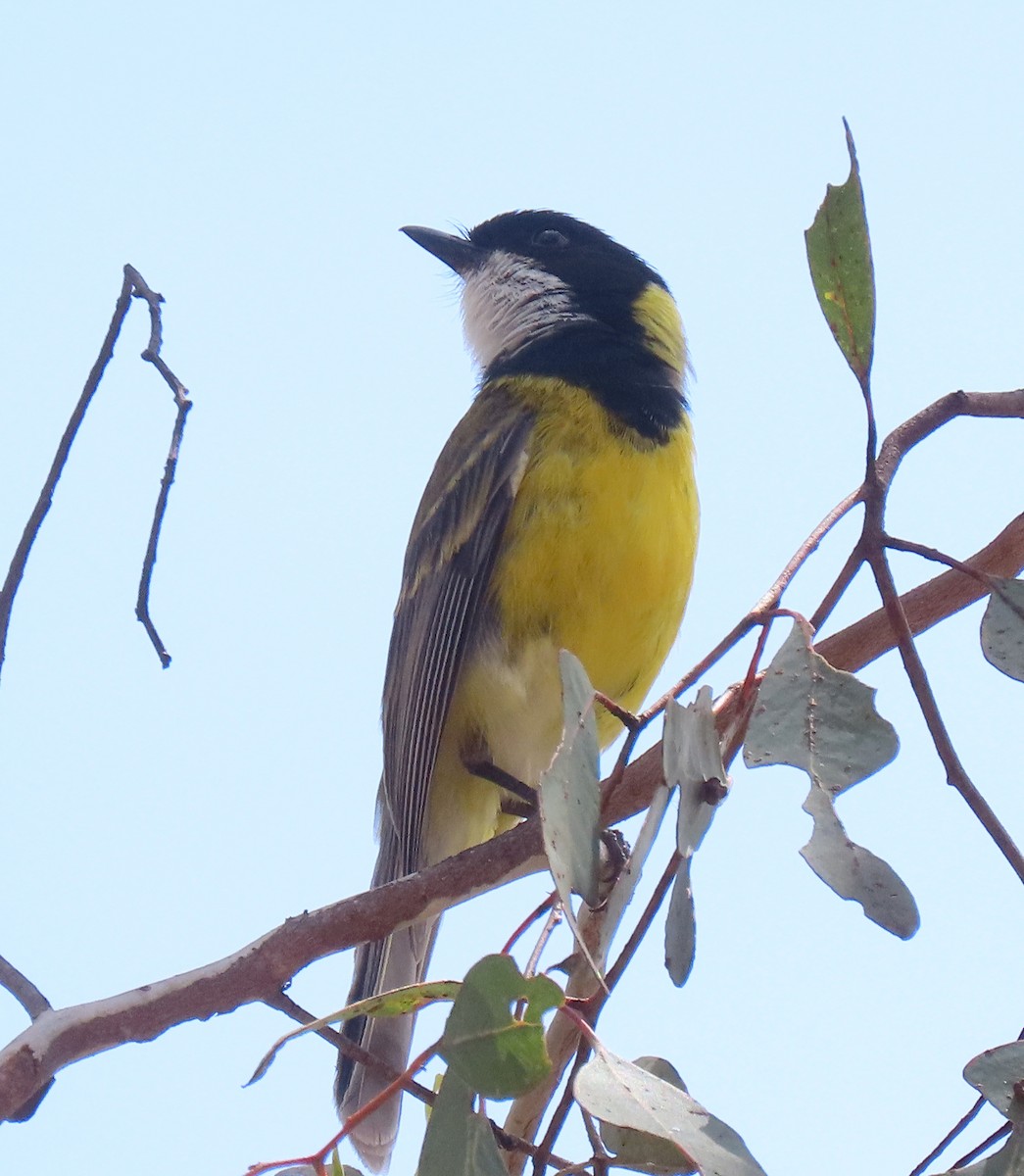 Golden Whistler (Western) - ML646227840