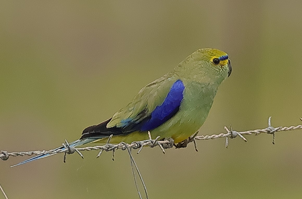 Blue-winged Parrot - ML646227842