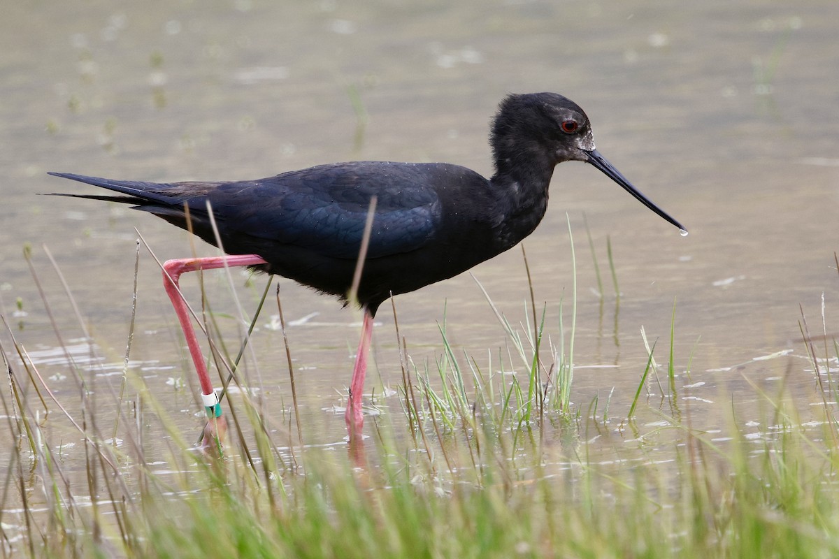 svartstylteløper - ML646227843